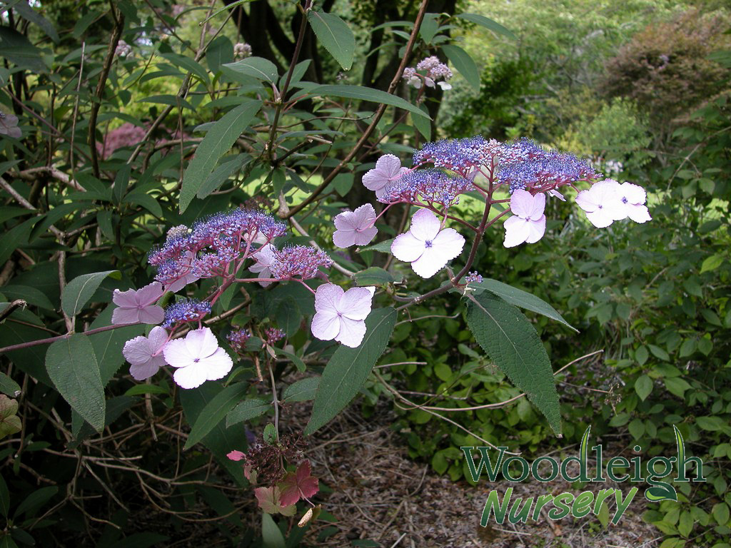 Hydrangea aspira ssp villosa  Woodleigh Nursery