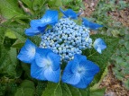 Hydrangea macrophylla Blaumeise (Blue Meisse)